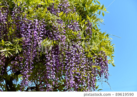 Wisteria Wisteria 89619590