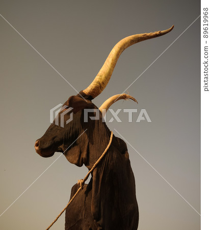 Portrait of ankole-watusi bighorned bull, Agadez cattle market, Niger Portrait of ankole-watusi bighorned bull, Agadez cattle market, Niger 89619968