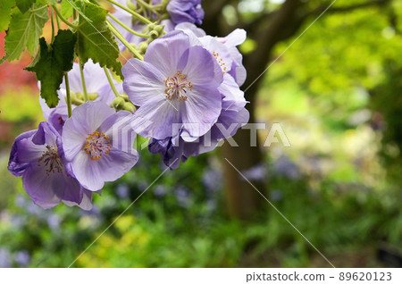 Polemonium caeruleum or Jacob's ladder flowers 89620123