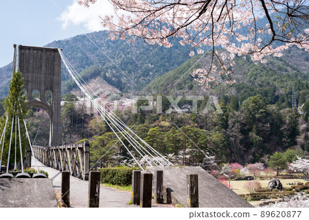 [Momosuke Bridge] Sakura and Momosuke Bridge 89620877