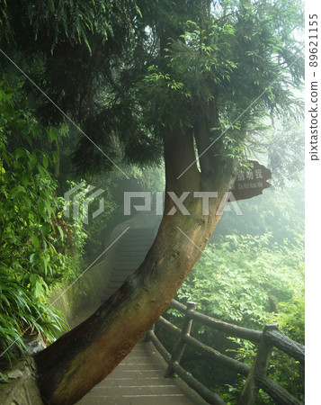 Zhangjiajie, China Wulingyuan Scenic Area Huangshizhai, Zhangjiajie, China Zhangjiajie, China Wulingyuan Scenic Area Huangshizhai, Zhangjiajie, China 89621155