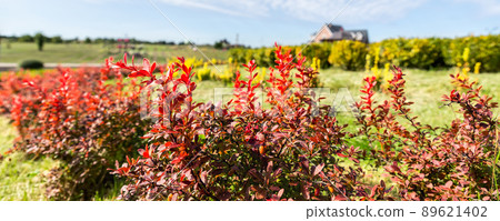 Beautiful scenic bright landscape view of colorful red barberry thunberg bushes growing at ornamental english park garden against villa maison blue sky fall day. Japanese thorn decorative shrub plant Beautiful scenic bright landscape view of colorful red barberry thunberg bushes growing at ornamental english park garden against villa maison blue sky fall day. Japanese thorn decorative shrub plant 89621402