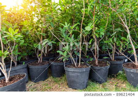 Many small plastic pots with rhododendron azalea flower bushes prepared for planting ornamental garden meadow sunny day. Seasonal plant transplantation. Landscaping design concept. Plant nursery sale 89621404