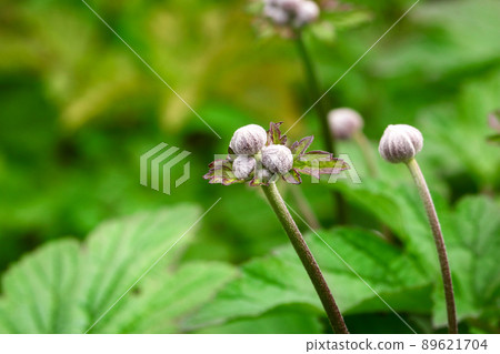 Anemone plant closed buds reaching up with leaves on green swamp background Anemone plant closed buds reaching up with leaves on green swamp background 89621704