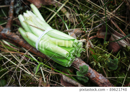 Cut fresh green chive ends tied in one bunch lying on forest ground wit moss and pine needles Cut fresh green chive ends tied in one bunch lying on forest ground wit moss and pine needles 89621748