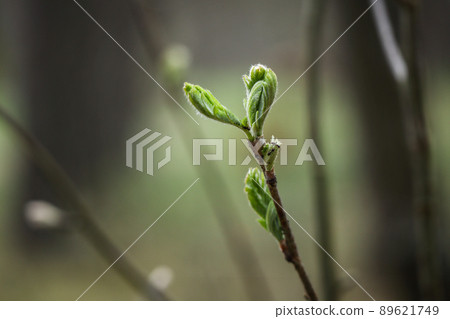 Three ants in action on a newly opening tree leaves in the forest with green blurred background Three ants in action on a newly opening tree leaves in the forest with green blurred background 89621749