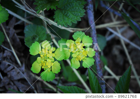 Cute green sunny spring flower chrysosplenium alternifolium blooms in the wild forest in spring on ground with dry leaves and sticks 89621768