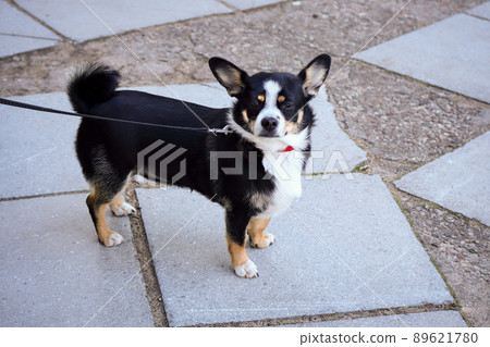 Small black and white dog with big ears standing on abstract tiled pavement looking into camera 89621780