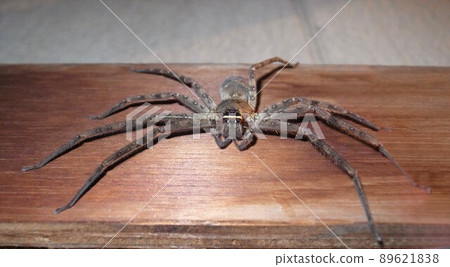 Huntsman spider (large) non-toxic beneficial insect 89621838