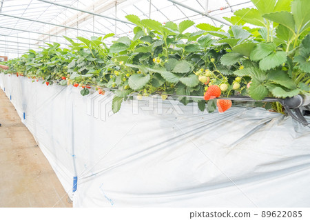 Strawberry picking Strawberry picking 89622085