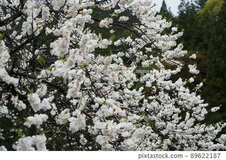 The best Hanamomo in Japan is "Hanamomo no Sato" in Achi Village, Nagano Prefecture. The best Hanamomo in Japan is "Hanamomo no Sato" in Achi Village, Nagano Prefecture. 89622187