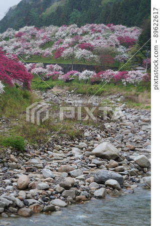 日本最好的花桃是長野縣阿智村的“花桃之裡”。 89622617