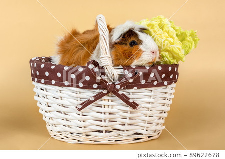 Cabbage shop guinea pig