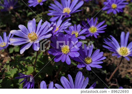 Low Angle Close up Purple Flowers in Grass Anemone blanda aka Grecian windflowers 89622693