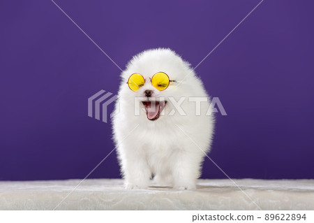 Cute Pomeranian dog in sunglasses Cute Pomeranian dog in sunglasses 89622894