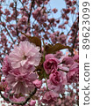 bloom, blossom, blossoms 89623099