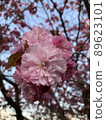 bloom, blossom, blossoms 89623101