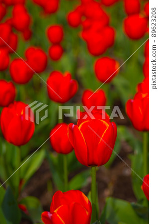 colorful tulips field 89623208