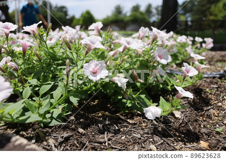 Kiso Sansen Park Super Tunia Vista Silverberry 89623628