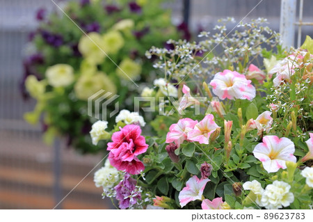 Beautifully planted group flowers 89623783