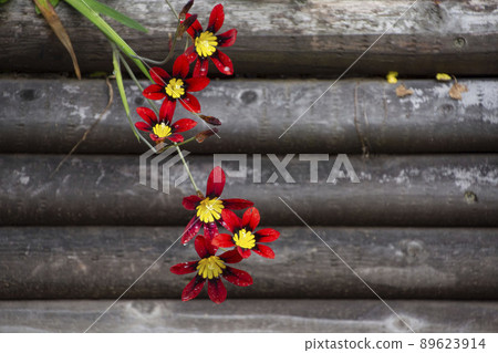 Narcissus Ayame Narcissus Ayame 89623914