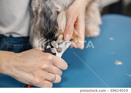 Cropped photo of a little dog's paw. Yorkshire terrier getting procedure at the groomer salon. Yorkshire terrier puppy is getting trimmed the nails. 89624059