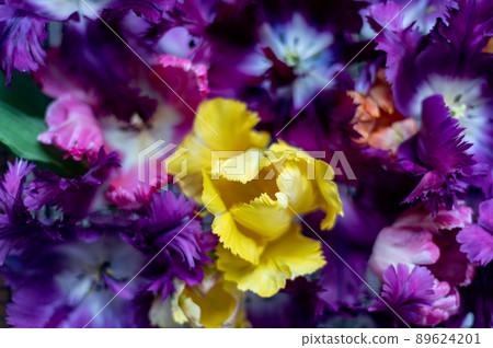 Bunch of Parrot Style Tulips 89624201