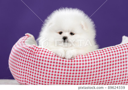 Cute Pomeranian dogside view Cute Pomeranian dogside view 89624339