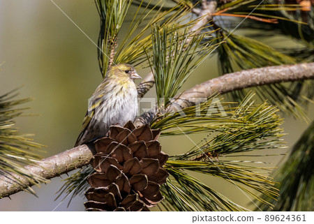 Eurasian siskin (Spinus spinus) in sunlight Eurasian siskin (Spinus spinus) in sunlight 89624361