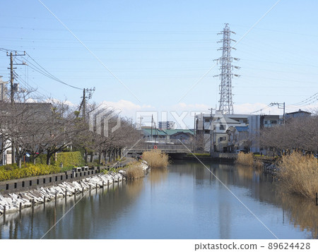 江戶川區新川縣新川千本櫻 89624428