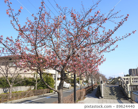 江戶川區新川縣新川千本櫻 89624440