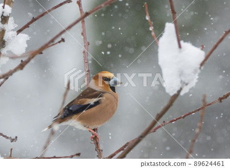 Hawfinch (Coccothraustes coccothraustes) close-up 89624461