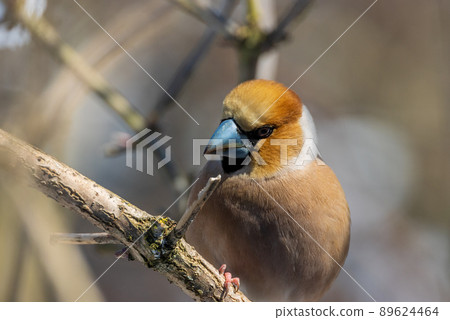 Hawfinch (Coccothraustes coccothraustes) close-up 89624464