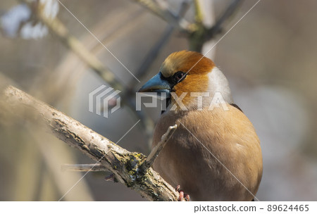 Hawfinch (Coccothraustes coccothraustes) close-up 89624465
