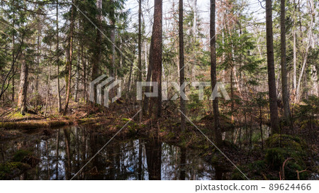 Swapy forest stand with broken trees  89624466
