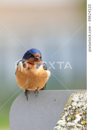 Vertical of a Barn Swallow, Hirundo rustica, relaxing on a post Vertical of a Barn Swallow, Hirundo rustica, relaxing on a post 89624520