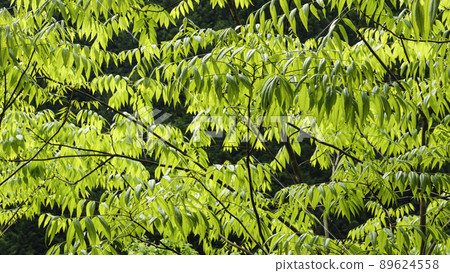 Early summer in Sumata Gorge, a scenic spot in Kawanehon Town, Shizuoka Prefecture 89624558