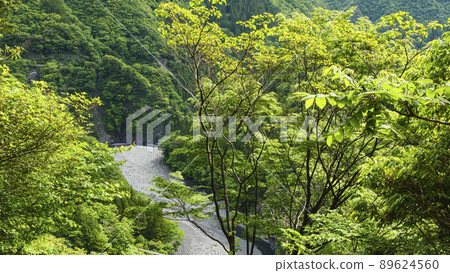 Early summer in Sumata Gorge, a scenic spot in Kawanehon Town, Shizuoka Prefecture 89624560