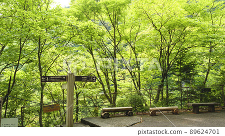 靜岡縣川本町風景名勝須俁峽初夏 靜岡縣川本町風景名勝須俁峽初夏 89624701