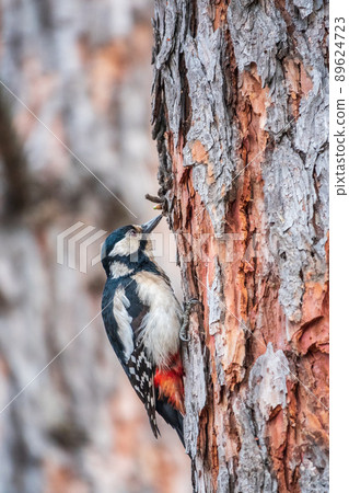 Little woodpecker sits on a tree trunk. The great spotted woodpecker, Dendrocopos major 89624723