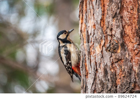 Little woodpecker sits on a tree trunk. The great spotted woodpecker, Dendrocopos major 89624724