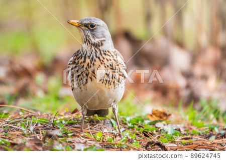 Fieldfare, Turdus pilaris, on a sprng lawn. 89624745