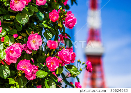 Tokyo Tower and Roses Tokyo Tower and Roses 89624983