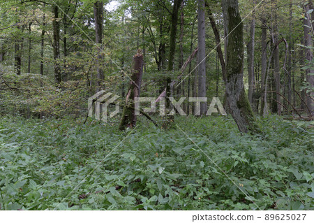 Autumnal deciduous tree stand 89625027