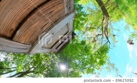 Acacia forest apiary, blue sky and birdhouse where the sun and bees fly, 360-degree panoramic shooting Acacia forest apiary, blue sky and birdhouse where the sun and bees fly, 360-degree panoramic shooting 89625092