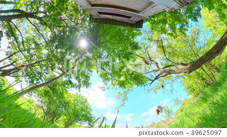 Acacia forest apiary, blue sky and birdhouse where the sun and bees fly, 360-degree panoramic shooting 89625097