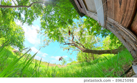 Acacia forest apiary, blue sky and birdhouse where the sun and bees fly, 360-degree panoramic shooting 89625098