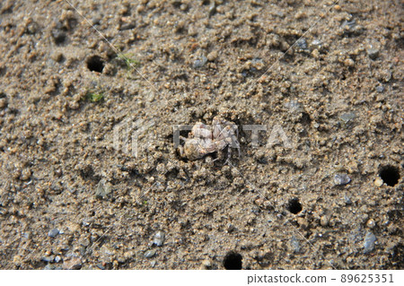 "Scopimera globosa" at the moment when it comes out of a burrow on a sandy beach 89625351