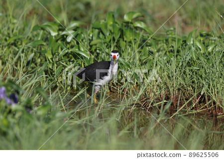 Shirohara Quinna 89625506