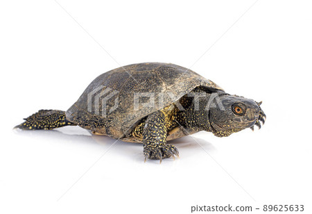 European pond turtle European pond turtle 89625633